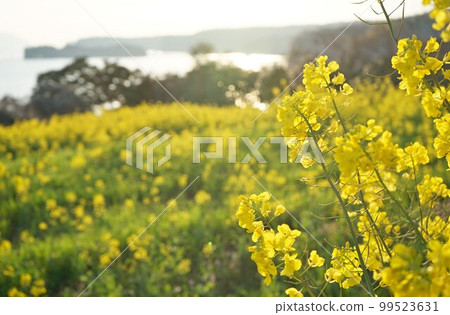 長崎鼻的油菜花,日出時的油菜花,油菜田, 長崎鼻的油菜花,日出時的油菜花,油菜田, 99523631