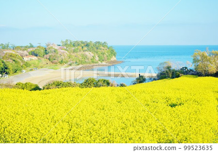 長崎鼻的油菜花,日出時的油菜花,油菜田, 長崎鼻的油菜花,日出時的油菜花,油菜田, 99523635