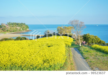 Canola flowers in Nagasakibana, rape blossoms at sunrise, rape field, 99523637