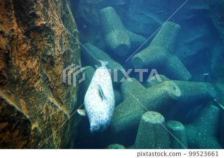 Asahiyama Zoo Seal Museum (Asahikawa City, Hokkaido) 99523661