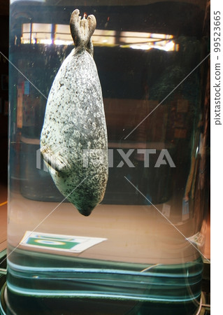 旭山動物園海豹博物館（北海道旭川市） 99523665