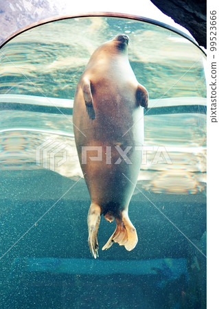 旭山動物園海豹博物館（北海道旭川市） 99523666