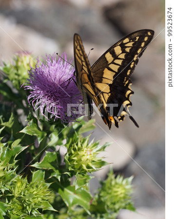 Papilio machaon 從薊花中吸取花蜜 Papilio machaon 從薊花中吸取花蜜 99523674