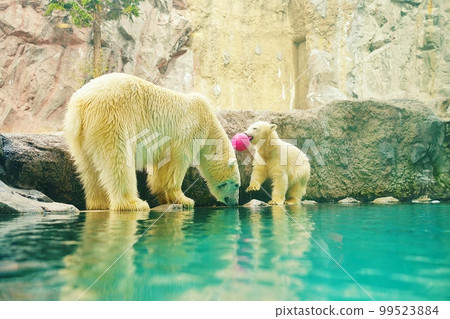 旭山動物園 Hokkyokugumakan（北海道旭川市） 99523884