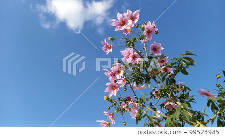 Emperor Dalia 99523985