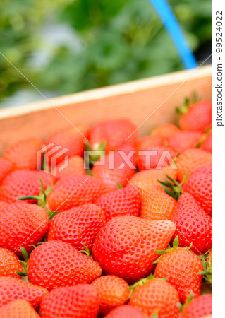 Strawberries in a wooden box, harvest Strawberries in a wooden box, harvest 99524022