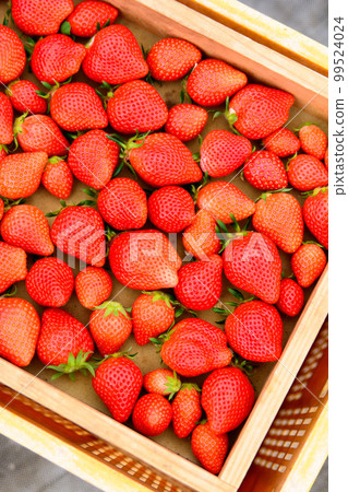 Strawberries in a wooden box, harvest 99524024