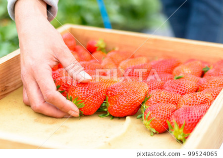 Strawberry picking and strawberry picking 99524065