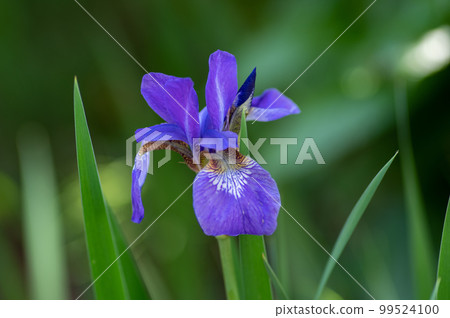 鳶尾花 99524100