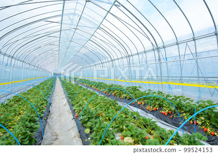 Strawberry farm Vinyl greenhouse Strawberry farm Strawberry farm Vinyl greenhouse Strawberry farm 99524153