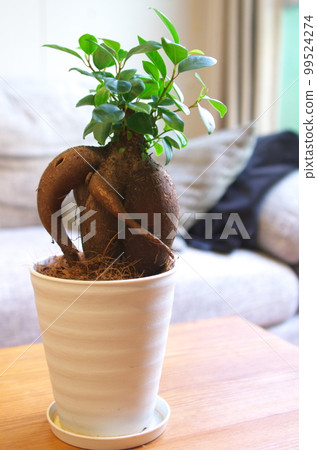 Bajumaru Bajumaru 99524274