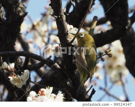 Plums and birds 99524347