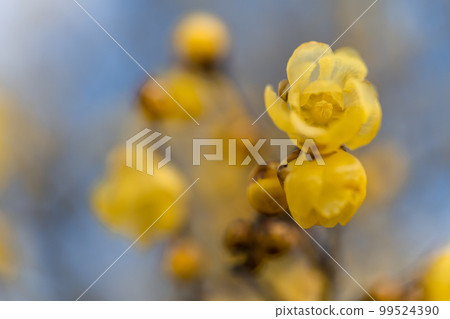 黃色芬芳的roby花 99524390