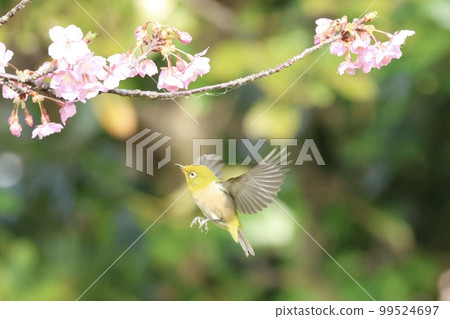 Mejiro and Kawazu cherry tree 99524697