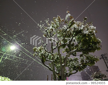 雪夜和成堆的樹 雪夜和成堆的樹 99524935