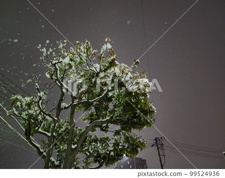 有小雪的夜樹風景 99524936