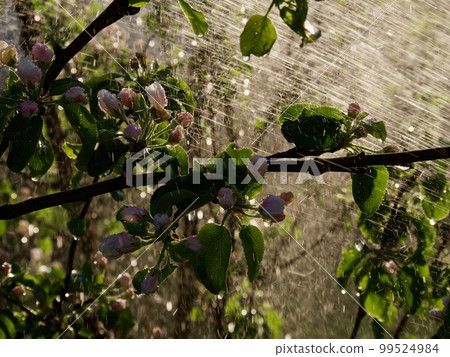 the white-pink blossomed apple-tree flowers 99524984