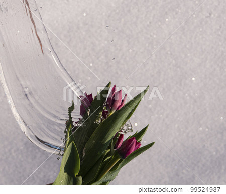tulip flowers with water splash 99524987