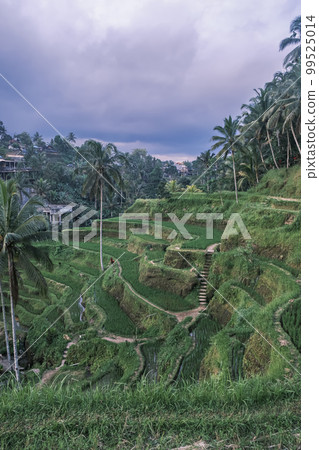 Vertical shot of the tegallalang rice terraces in Ubud on the island of Bali in Indonesia. Picturesque cascading rice fields with palm trees in the background. Nature, sights of Bali 99525014