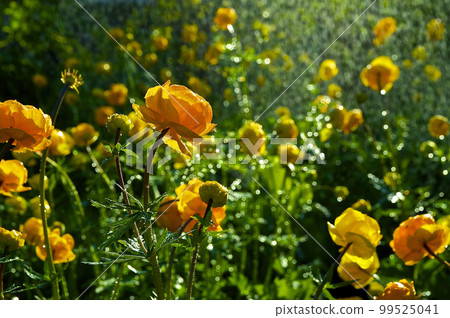 Trollius europaeus 99525041