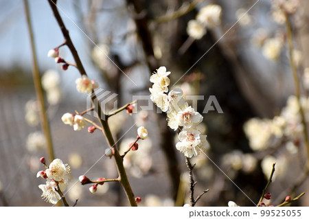 早春白梅 99525055