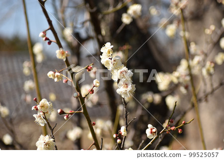 早春白梅 99525057