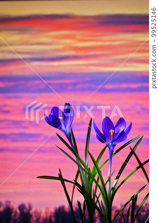 Purple Crocus Growing In Garden at Sunset 99525146