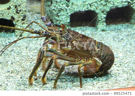 lobster in tank lobster in tank 99525471