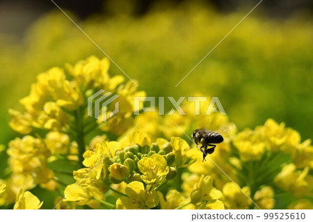 春來油菜花蟲飛 春來油菜花蟲飛 99525610