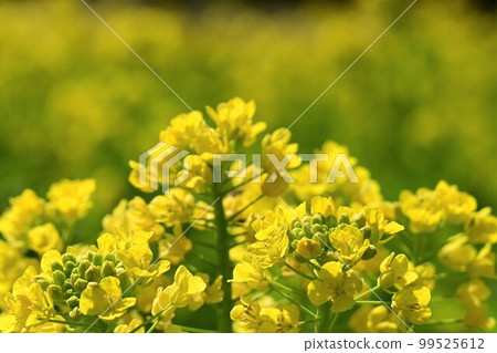 春天的到來和油菜花的盛開 春天的到來和油菜花的盛開 99525612