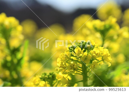 春天的到來和油菜花的盛開 春天的到來和油菜花的盛開 99525613