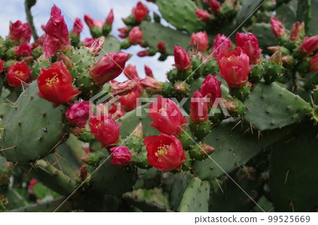 Prickly pear cactus that blooms from late spring to summer with leaves resembling a fan 99525669