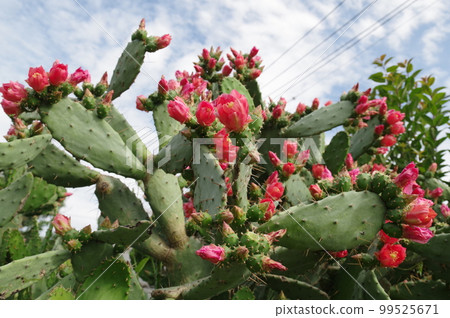 Prickly pear cactus that blooms from late spring to summer with leaves resembling a fan 2 Prickly pear cactus that blooms from late spring to summer with leaves resembling a fan 2 99525671