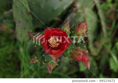 Prickly pear cactus that blooms from late spring to summer with leaves resembling a fan Prickly pear cactus that blooms from late spring to summer with leaves resembling a fan 99525672