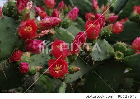Prickly pear cactus that blooms from late spring to summer with leaves resembling a fan 99525673