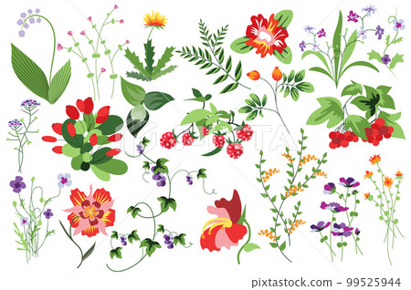 Flower and plants isolated set. Raspberry, rowan and other berries. Flowering garden and blooming wildflowers different types. Bundle of floral elements. Vector illustration in hand drawn design 99525944