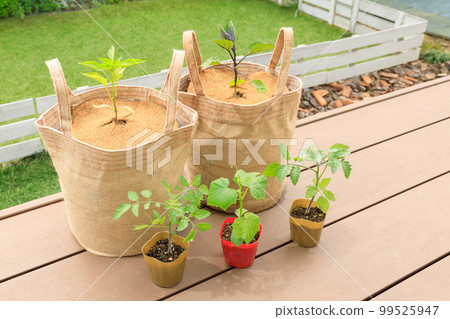 Cultivation of vegetables using eco-friendly palm fibers and chips 99525947