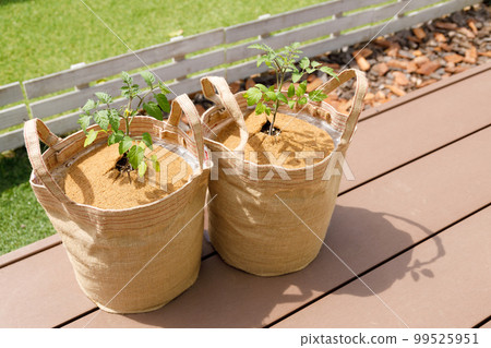 Cultivation of tomatoes using eco-friendly palm fibers and chips 99525951