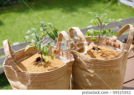 Cultivation of tomatoes using eco-friendly palm fibers and chips Cultivation of tomatoes using eco-friendly palm fibers and chips 99525952