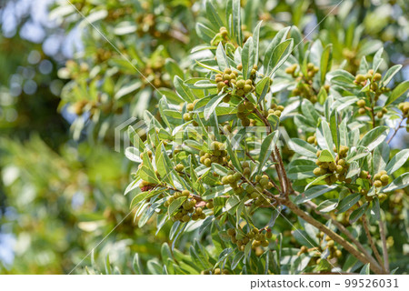 楊梅的幼果 99526031