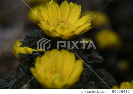 Fukuge grass telling the spring Fukuge grass telling the spring 99526412