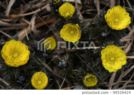 Fukuge grass telling the spring Fukuge grass telling the spring 99526424