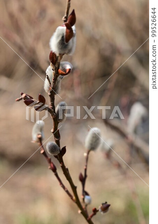 The arrival of spring, Nekoyanagi blooming, natural park 99526644
