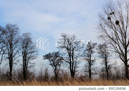 Defocus black trees without leaves standing in rae in autumn field. Dry dead tree on the slope, the concept of sadness and hopelessness, depression psychology. Out of focus Defocus black trees without leaves standing in rae in autumn field. Dry dead tree on the slope, the concept of sadness and hopelessness, depression psychology. Out of focus 99526696