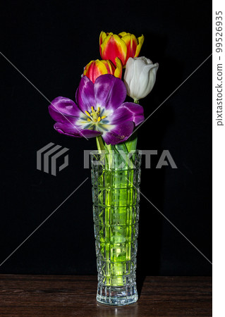 Opened tulip flowers on a dark background 99526935
