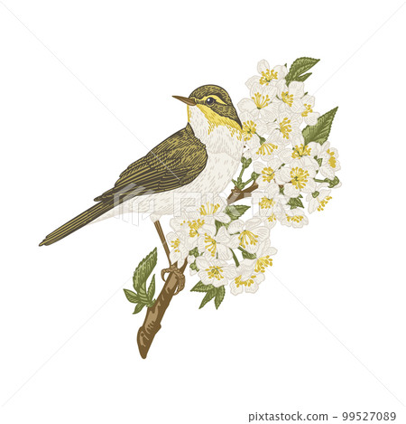 The bird sits on a branch and looks to the side. Warbler on flowering hawthorn isolated on transparent background. Vintage illustration. Yellow and green. Can be used for invitations, greeting, 99527089