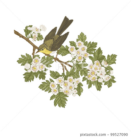 Warbler on a branch isolated on a transparent background. Spring blooming common hawthorn and bird. The bird is looking down. Vintage illustration. Yellow and green. Can be used for invitations, 99527090