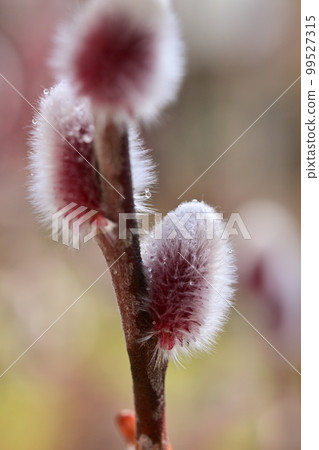 The arrival of spring, the cat willow blooms and expands 99527315