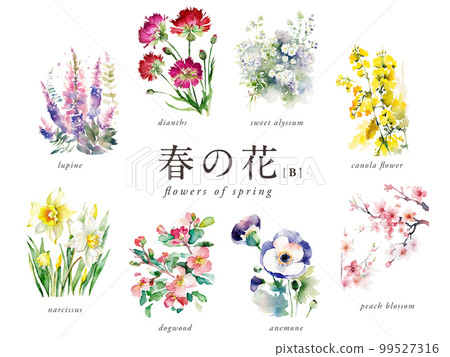Spring flower watercolor illustration B set / AI image (Nadeshiko, rape blossoms, dogwood, narcissus, anemone, etc.) 99527316