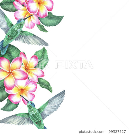 Watercolor botanical illustration. Square frame with plumeria and flying hummingbird. Pink frangipani flowers. Place for text. Isolated on a white background. For the design of labels, posts, cards 99527327